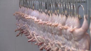 الأردن يحقق الاكتفاء الذاتي من الدواجن رغم التحديات العالمية الأردن يحقق الاكتفاء الذاتي من الدواجن رغم التحديات العالمية