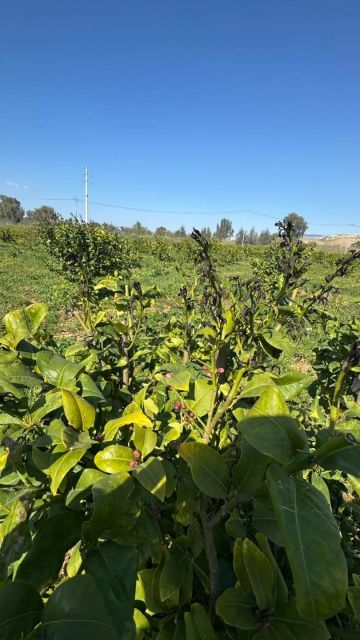 الغزاوي يطالب بتشكيل لجان لحصر أضرار الصقيع في الأغوار وتعويض المزارعين عاجل