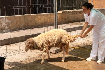 الأردن يستورد 400 طن لحوم ضأن سورية لتعزيز الإمدادات