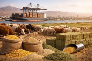 الأعلاف المستوردة تضع الأمن الغذائي الأردني تحت ضغط الأزمات العالمية عاجل