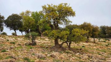 شجرة الملول في عجلون .. ركيزة التنوع الحيوي وإرث بيئي متجدد