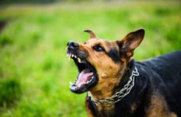 كلاب ضالة تنهش رجلا في إربد وتدخله في حالة حرجة