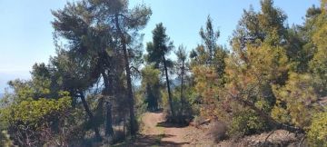 الموسم المطري يعزز التنوع الحيوي في محمية دبين الموسم المطري يعزز التنوع الحيوي في محمية دبين