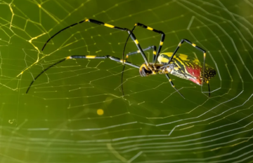 عناكب طائرة بحجم كف اليد تغزو الولايات المتحدة عناكب طائرة بحجم كف اليد تغزو الولايات المتحدة