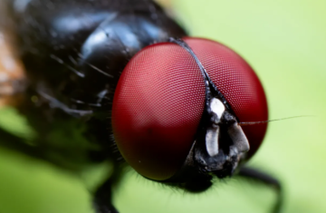 ذباب أسود لاسع يغزو جنوب كاليفورنيا ذباب أسود لاسع يغزو جنوب كاليفورنيا