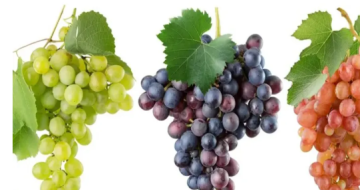فاكهة صغيرة بتركيبة غذائية استثنائية.. هذا ما يجب ان تعرفوه عن فوائد العنب