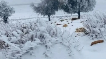 رأس النقب والشوبك تحت البياض وتحذيرات من السيول والانهيارات