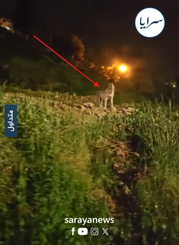 حتى الكلب مصدوم وبدور عليه .. فيديو متداول من الكرك يتحول إلى موجة سخرية - فيديو حتى الكلب مصدوم وبدور عليه .. فيديو متداول من الكرك يتحول إلى موجة سخرية - فيديو