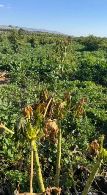 الأردن.. موجة صقيع حادة تضرب مزارع الأغوار وتهدد الإنتاج الموسم المقبل