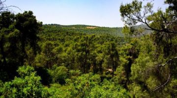 في اليوم الدولي للغابات .. الأردن يتوسع في التحريج وحماية الغابات