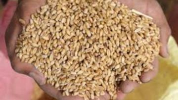 القضاة: مخزون القمح يكفي 10 شهور والقطاعات تعمل بوتيرة طبيعية القضاة: مخزون القمح يكفي 10 شهور والقطاعات تعمل بوتيرة طبيعية