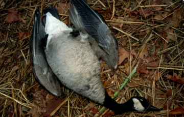 موجة نفوق غامضة للطيور في أمريكا تثير المخاوف الصحية