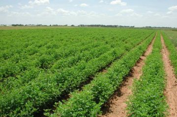 مزارعو الكرك: الأمطار الأخيرة تنعش المراعي الطبيعية والأشجار مزارعو الكرك: الأمطار الأخيرة تنعش المراعي الطبيعية والأشجار