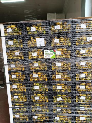 الأردن يعفي الصادرات الزراعية الفلسطينية من الرسوم والغرامات