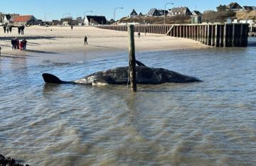 لغز حوت العنبر الثامن قبالة شواطئ غزة (فيديو)