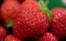 لماذا يحذر الخبراء من الإفراط في تناول الفراولة؟