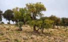 شجرة الملول في عجلون .. ركيزة التنوع الحيوي وإرث بيئي متجدد