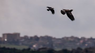 إسرائيل ترفض مناقشة وقف النار مع حزب الله الجمعة وتوافق على بدءها الثلاثاء