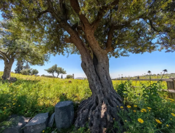 الأمن العام يدعو الأردنيين للحفاظ على البيئة خلال التنزه