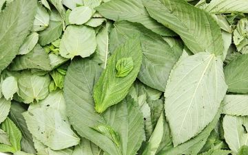 كيلو الملوخية يصل إلى دينار ونصف .. أسعار الخضار محليا