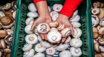 هل الفطر أفضل مصدر للبروتين النباتي؟