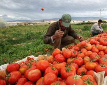 الزراعة والبندورة