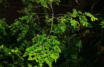 شجرة الحياة تنقذ الماء من التلوث البلاستيكي