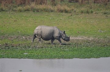 مأساة في محمية بجنوب إفريقيا .. وحيد قرن يقتل ناشطا كرس حياته لحمايته