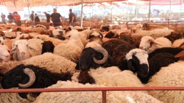 مطالب بإنشاء سوق للحلال في جرش مطالب بإنشاء سوق للحلال في جرش