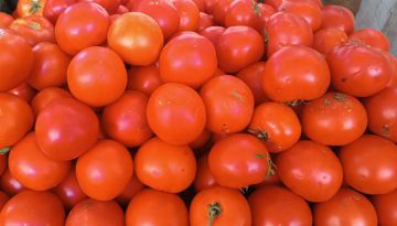 ليش يا بندورة ليش؟