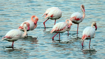 العقبة تحتضن الطيور المهاجرة ومرصدها يعزز حضور السياحة البيئية