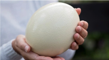 بيض النعام .. فوائد غذائية عالية ومخاطر محتملة