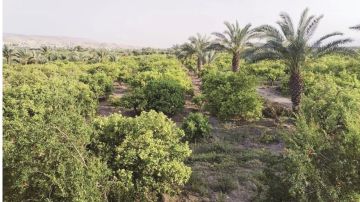 الغور الشمالي .. أسمدة ومبيدات غير موثوقة تهدد المحاصيل بالتملح وتقلق المزارعين