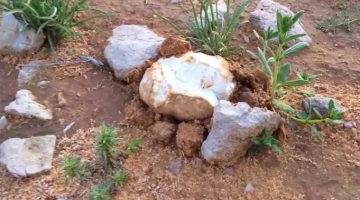 موسم الكمأة في سوريا.. البحث عن (الذهب الأبيض) بين الألغام