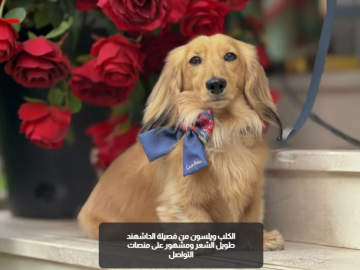 من حيوان أليف إلى نجم رقمي.. كلب بريطاني يمول زفافا فاخرا