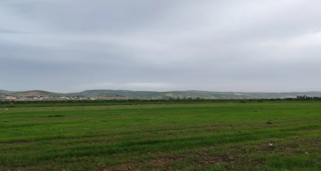 أمطار الخير تنعش مراعي الأغوار الشمالية وتخفف كلف الأعلاف