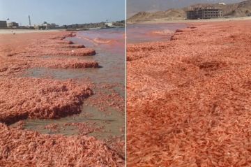 نفوق جماعي للروبيان جنوب عمان.. مشاهد صادمة والسلطات توضح