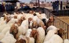 لحامون يتوقعون ارتفاع أسعار الأضاحي لـ350 دينارا هذا العام