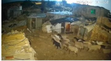 مستوطنون يسرقون 45 رأس غنم من راعية فلسطينية قبيل العيد مستوطنون يسرقون 45 رأس غنم من راعية فلسطينية قبيل العيد