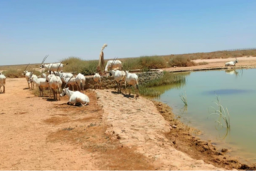 حماية الطبيعة: الأردن نجح في إعادة توطين المها حماية الطبيعة: الأردن نجح في إعادة توطين المها