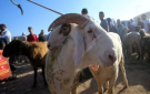 قبل العيد.. كم ستكلف الأضحية ميزانية العائلة الفلسطينية هذا العام؟