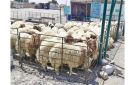 إقبال ضعيف إلى متوسط على الأضاحي مع اقتراب عيد الأضحى