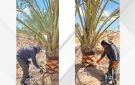 زراعة الأزرق تنجح في حملة مكافحة آفة سوسة النخيل الحمراء