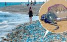 أخطر قنديل بحر في العالم يظهر مجددا قرب سواحل تونس - jo