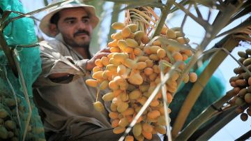 ارتفاع الاكتفاء الذاتي الغذائي في الأردن إلى 61.4 ارتفاع الاكتفاء الذاتي الغذائي في الأردن إلى 61.4