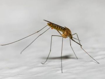 لماذا ينجذب البعوض لبعض الاشخاص اكثر من غيرهم لماذا ينجذب البعوض لبعض الاشخاص اكثر من غيرهم