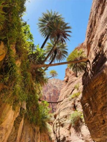 وادي النخيل .. لوحة طبيعية تجمع التنوع الحيوي والجمال الجيولوجي وادي النخيل .. لوحة طبيعية تجمع التنوع الحيوي والجمال الجيولوجي
