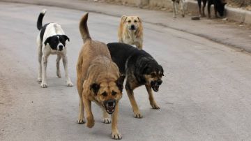 إصابة مواطنين بينهم أطفال بهجوم كلاب ضالة في عجلون إصابة مواطنين بينهم أطفال بهجوم كلاب ضالة في عجلون