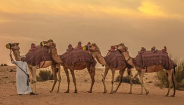 مأساة في الجزائر.. تسميم قطيع إبل يثير غضبا واسعا