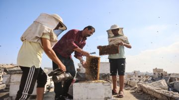 عسل فوق الأنقاض: النحل أيضا ينزح في غزة عسل فوق الأنقاض: النحل أيضا ينزح في غزة